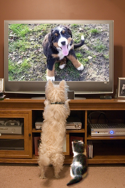 pets_watch_tv_1dfwnbwbo
