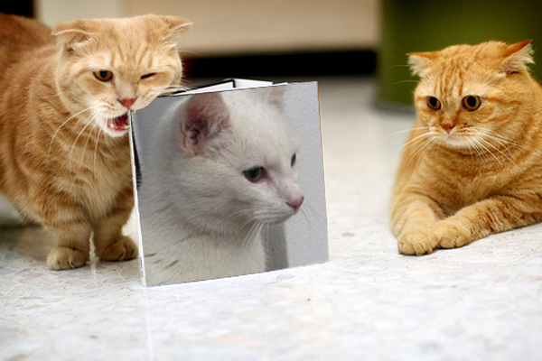 cat_eating_the_book_1dpabhncb